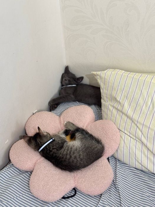 Двое котят в добрые руки
