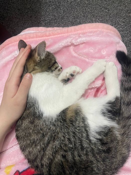 Срочно отдам на добрых руках кошку 
кошке 6,5 месяцев кушает свой сух