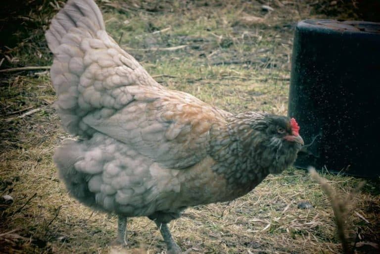 Яйца от Амераукана и Араукана