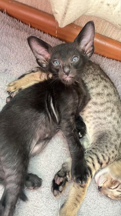 Ориентальные котята