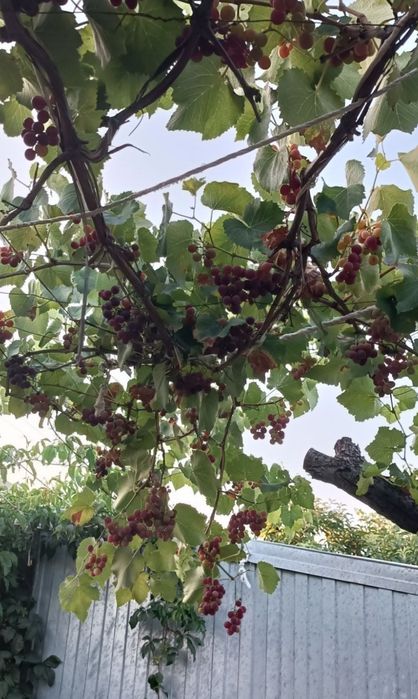 Огород. 2 сотки. Родничок 1.