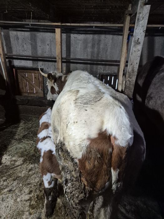 Vând vaci cu vitei.