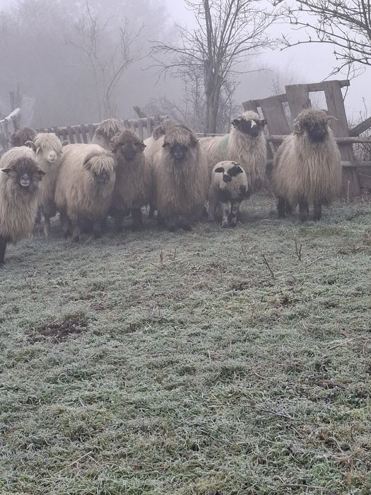 De vanzare 12 oi si un berbecut