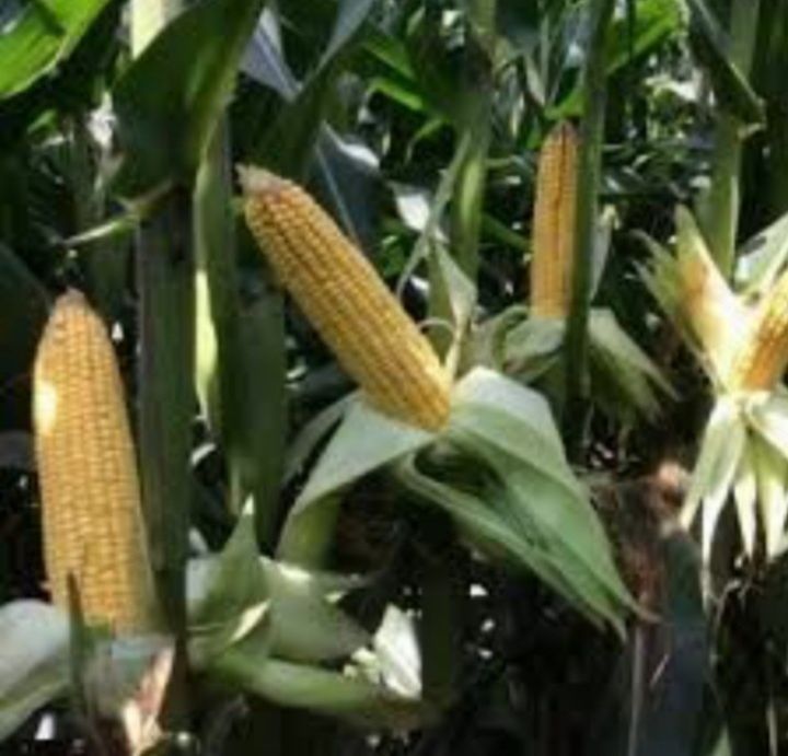 Sămânță Porumb Certificat pentru SILOZ cu Acte pt subvenția APIA