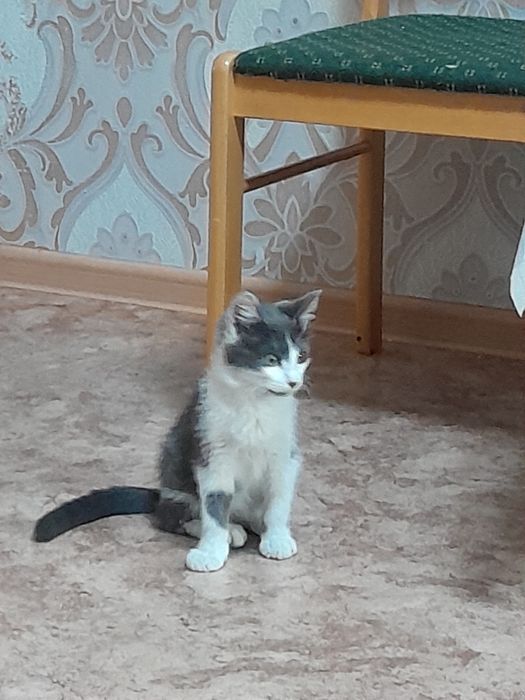 Отдам двух котят в добрые руки