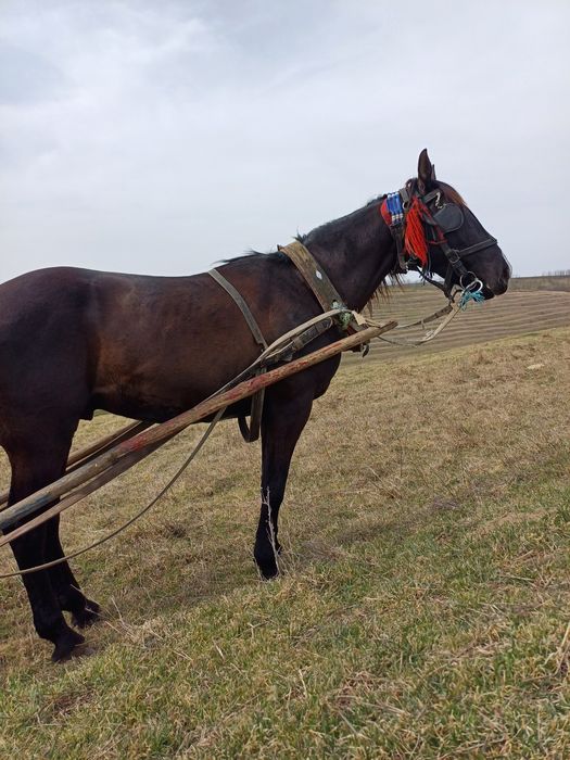 De vânzare armăsar