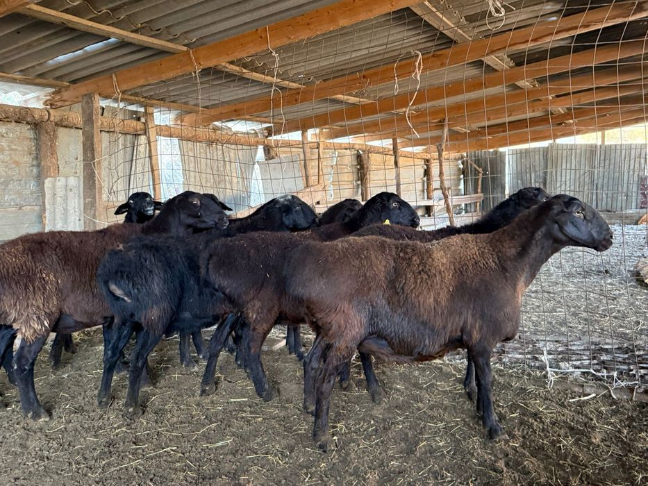 Гисары койлар сатылады