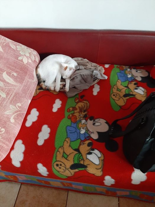 Răcitor ulei golf 6 2012