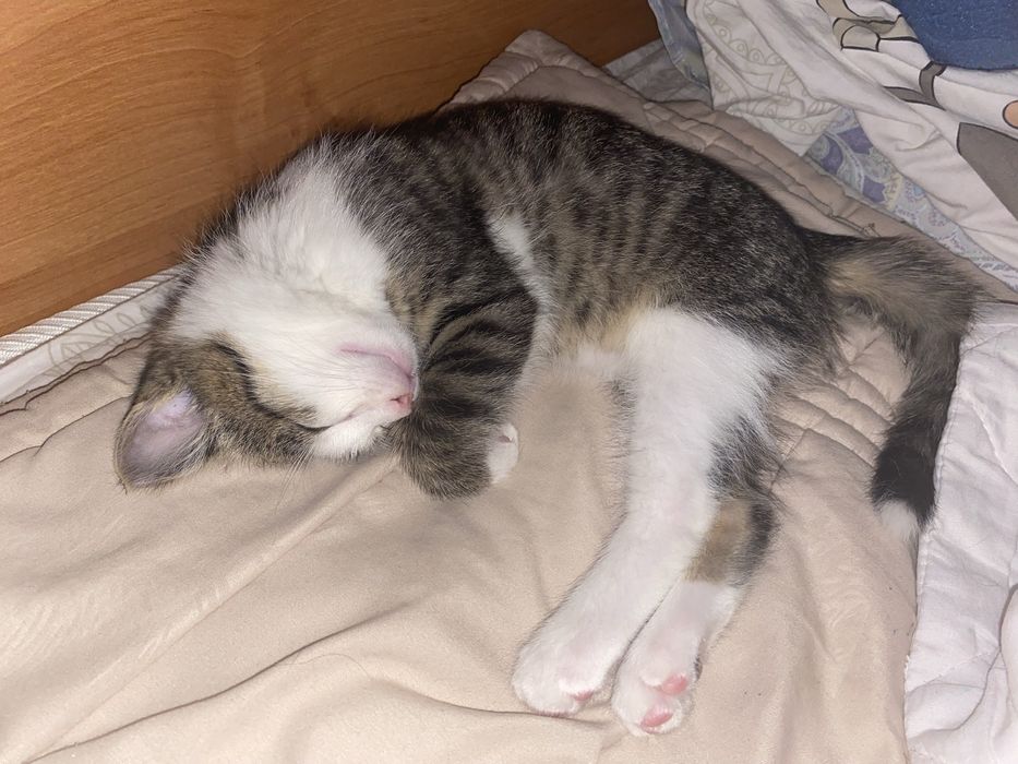 2 месячный котик,мальчик