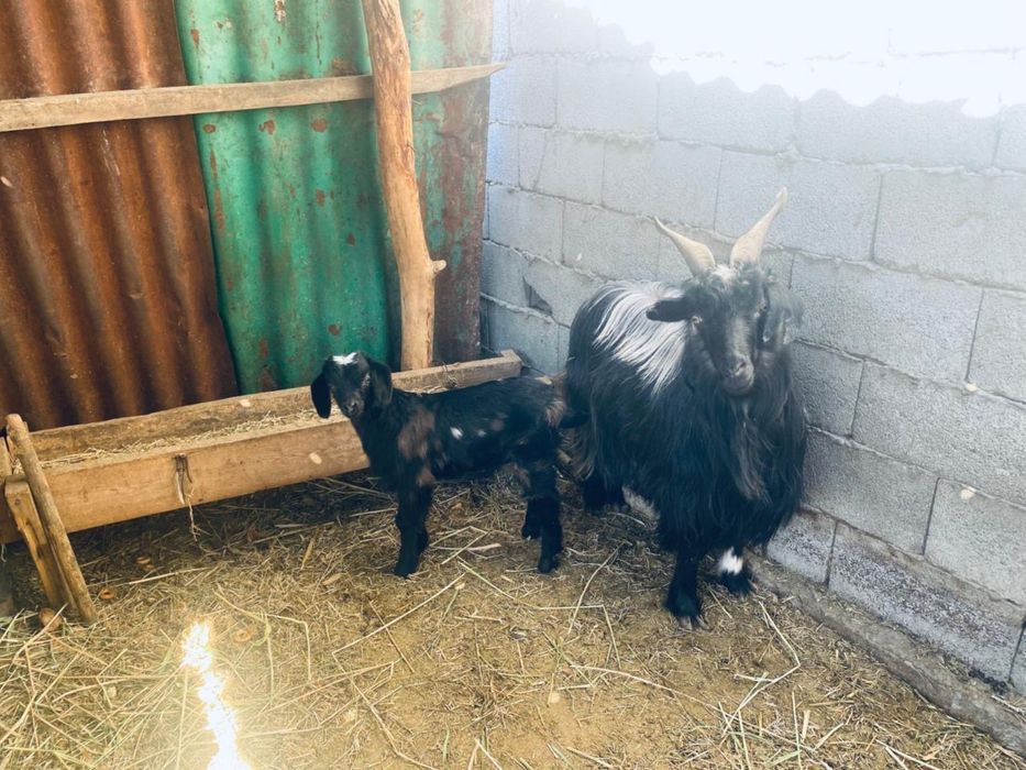 Продам козу с козленком