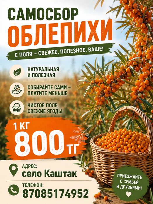 свежая облепиха с поля
