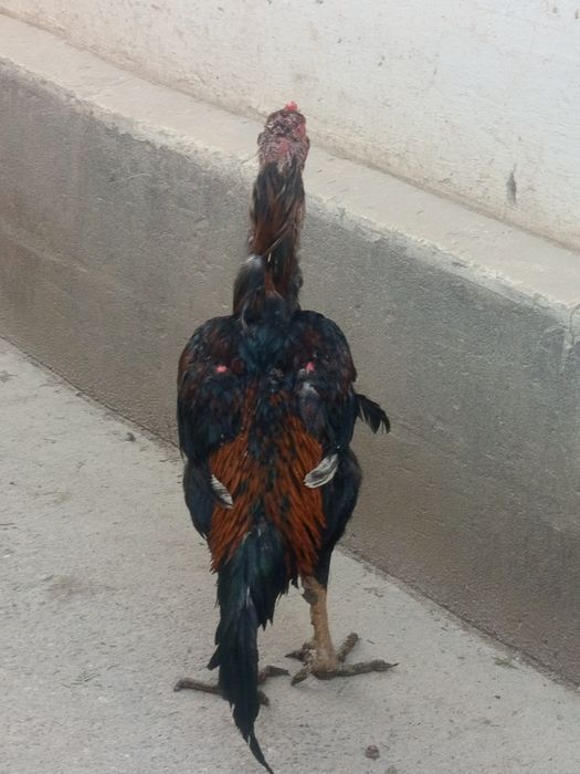 Dakang xuroz sotiladi sogʻligi hammasi joyida yep ichishga garantiya