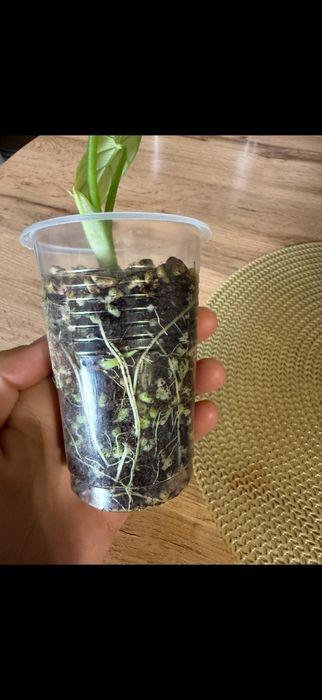Алоказия Синуата