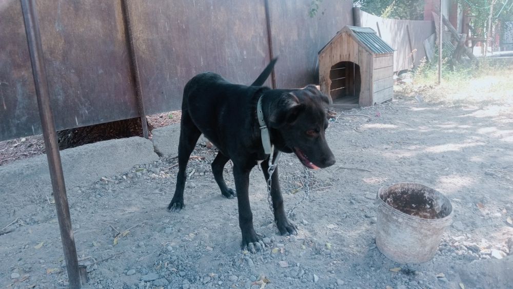 лабрадор кабель 1 год