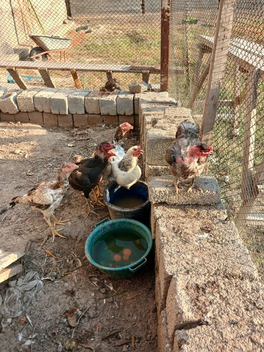 Продам кур или обмен
