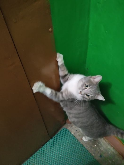 Отдам кошку бесплатно