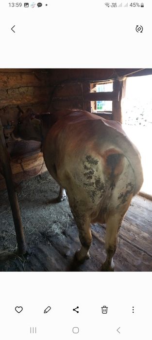 De vînzare vacă și jurincă