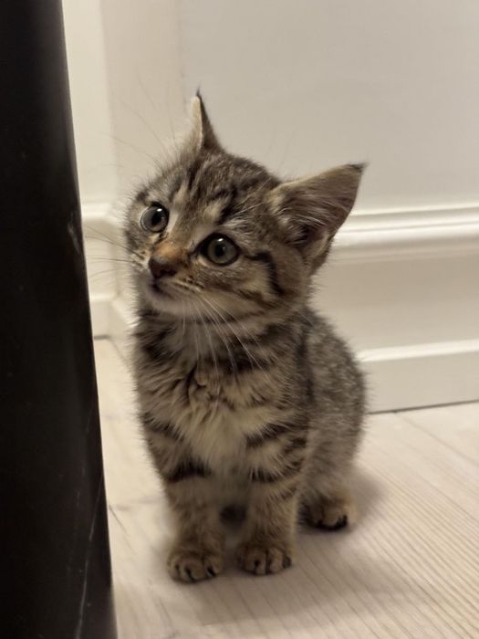 Котята бесплатно!