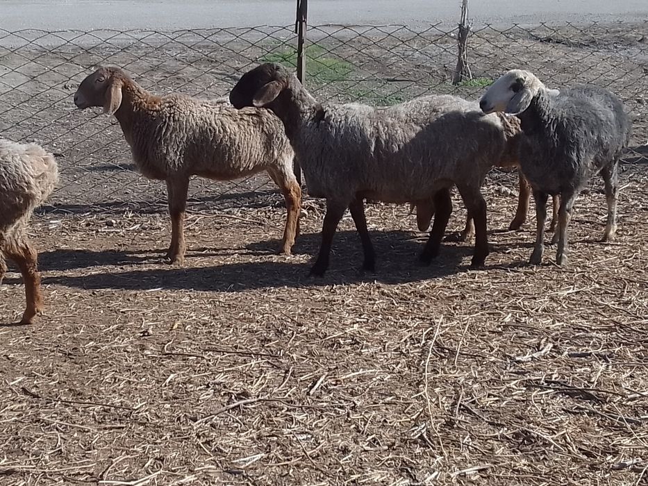 Киргиз мода арашан куйлари