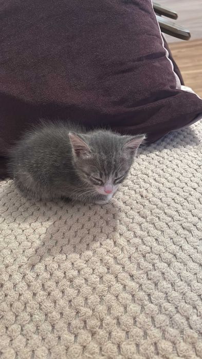 Котенок 3 месяца