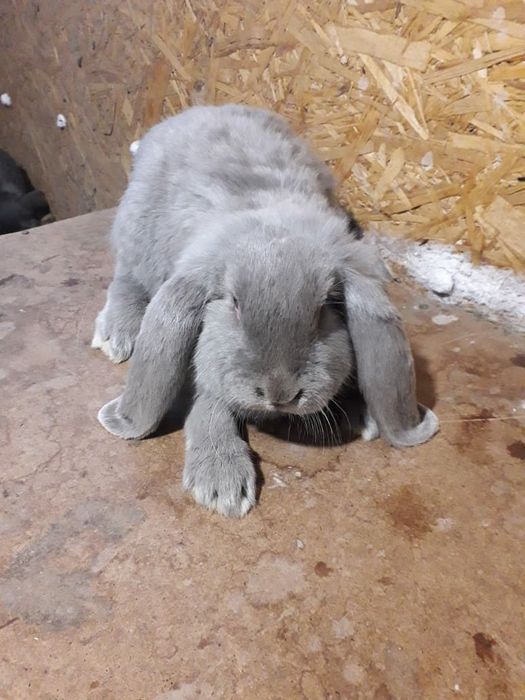 Кролики французский баран