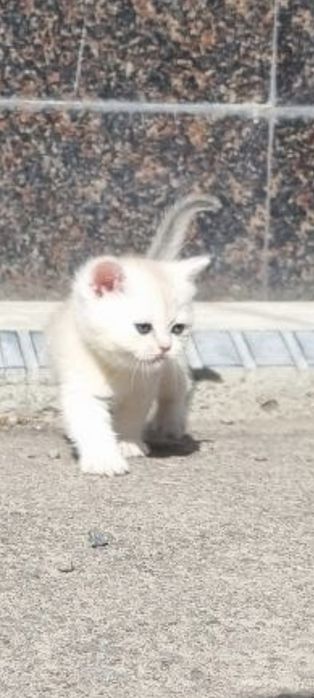 Shinshila mushukchalar sotiladi