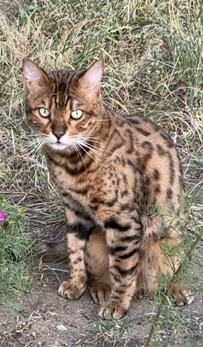 Котик в хорошие руки