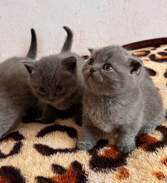 Вязка Британец короткошерстный привозной