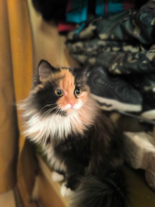 Отдам в добрые руки