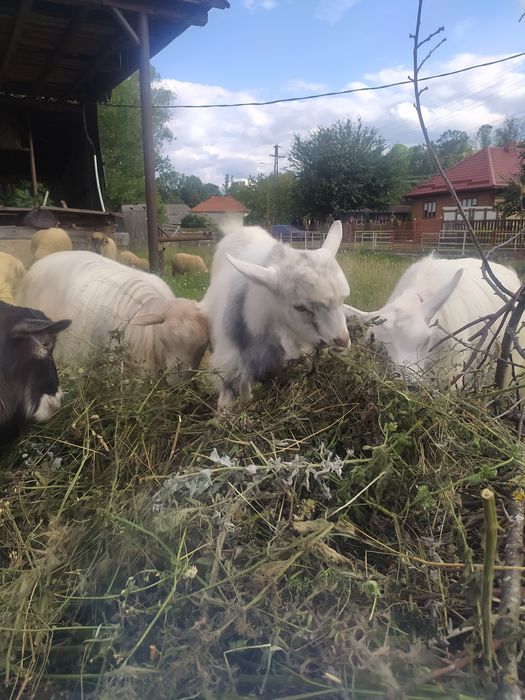 Schimb echipă de căprițe țapi ieduțe le dau pe nutreț sau alte animale