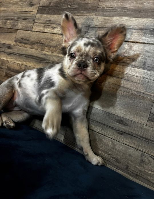 Plimbari Caini sector 1,2,3,4,5