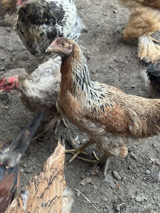 Продам  кур молодых