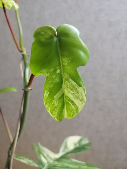 Продаю укорененные черенки филодендрон маска.