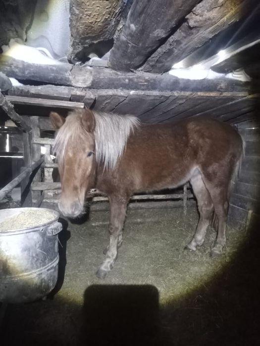 Продам жеребчика 2-летку на откорме