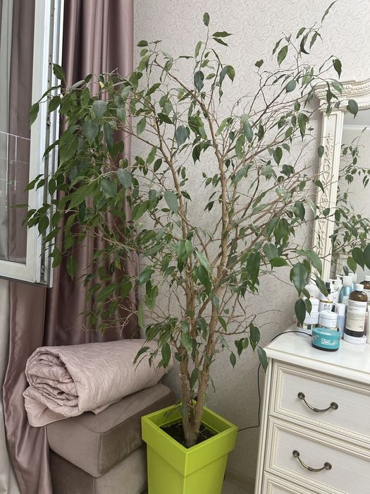 Комнатные растения