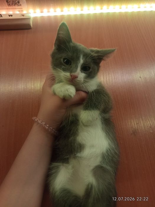 Отдаю котенка в добрые руки