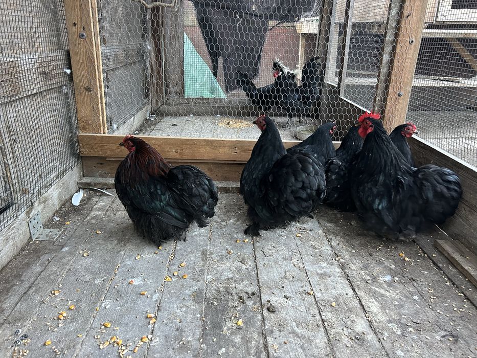 Găini Cochinchina pitic