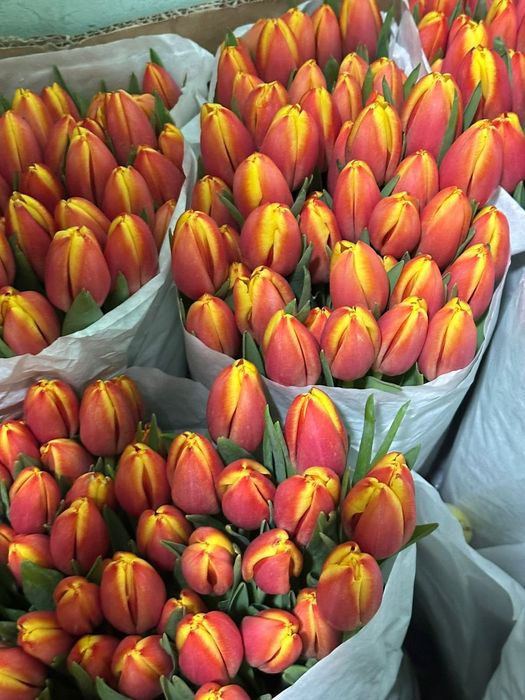 Тюльпаны с доставкой 700