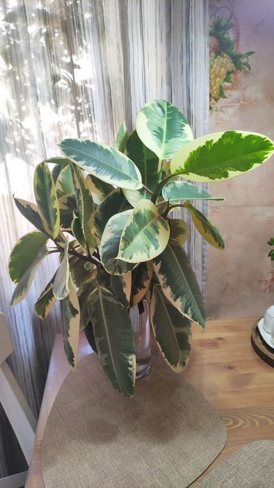 Продам черенки фикуса эластика