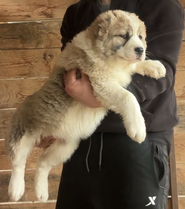 Щенки сао девочки