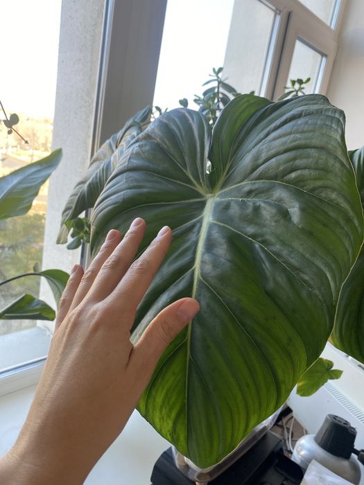 Филодендрон пастазанум Pastazanum