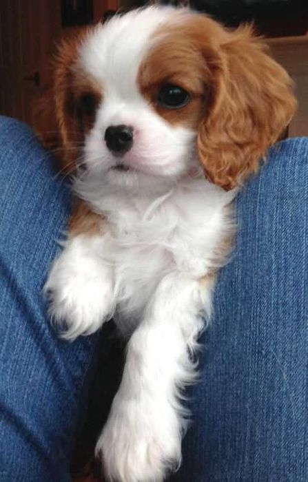 King charles spaniel orders olx