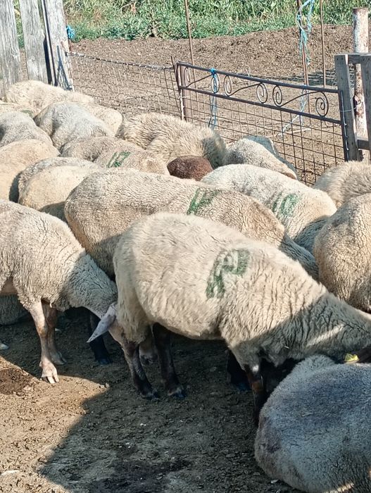 Vând oi și capre
