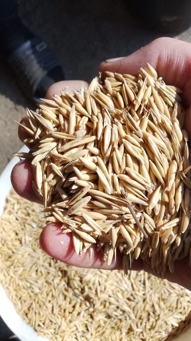 Vand ovaz de semanat