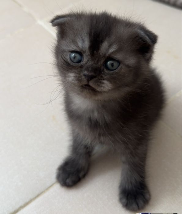 Мысық сатылады 70 000 тг