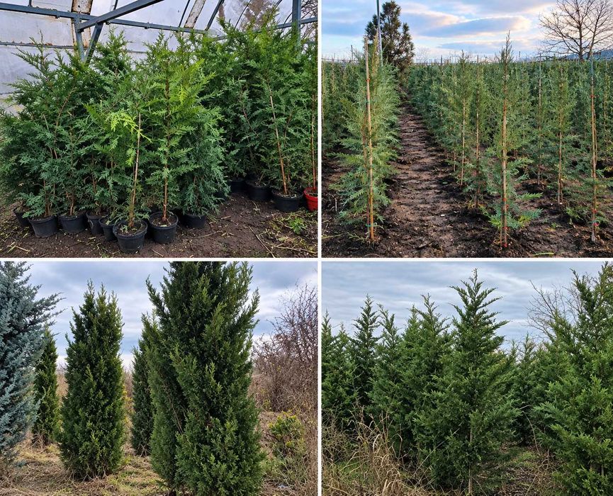 Leylandii – Tuia pentru gard viu | Diferite dimensiuni