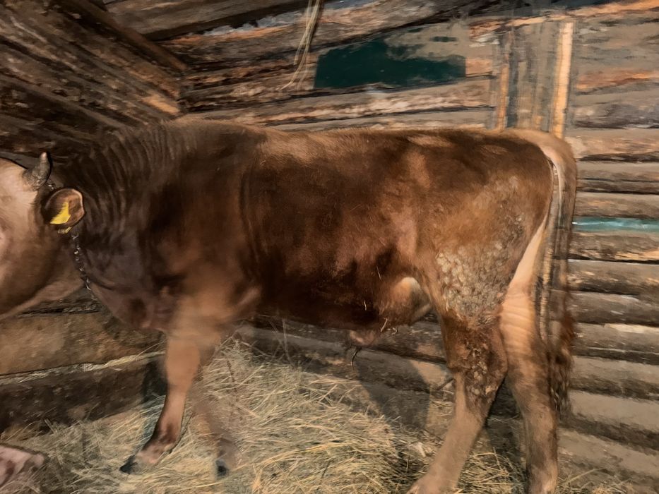 Продам бычков стоит на откорме