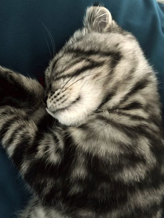 Котёнок мальчикк