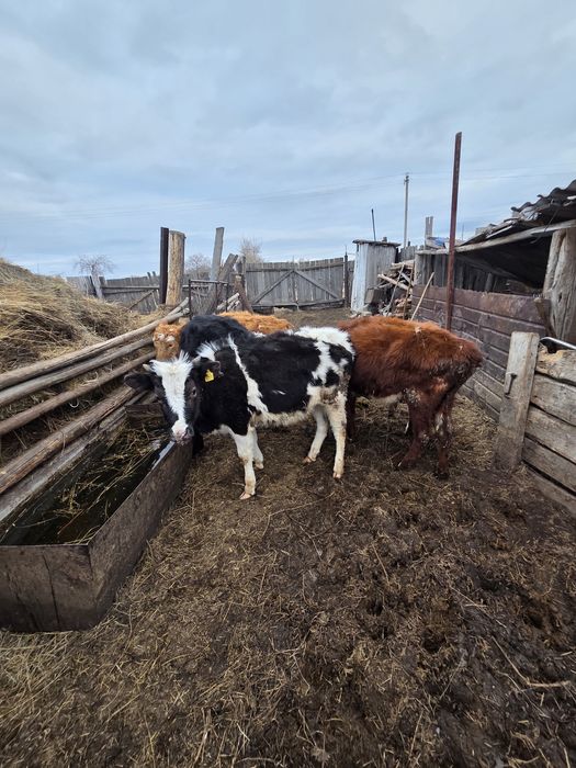 Продам прошлогодних телят