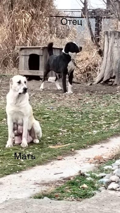 3 айлық еркек тяж күшік сатылады